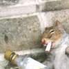 Drunk_Squirrel